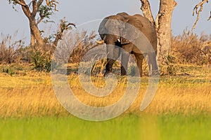 African Elephant grazing in the Okavango Delta at sunset