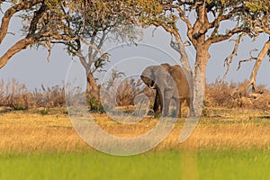 African Elephant grazing in the Okavango Delta at sunset