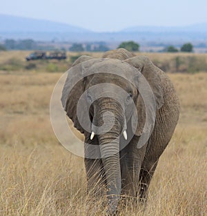 african elephant grazing in the savannah of the wild Masai Mara, Kenya, with safari vehicles in the far background