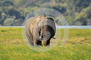 African Elephant in the green grass, Chobe National Park, Botswana