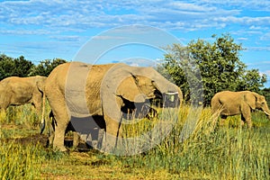 African elephant in a group in a game reseve during safari