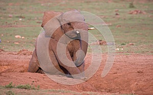 African Elephant having a scratch in a sandy ditch