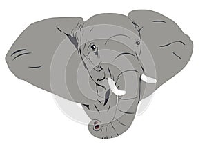 African elephant head