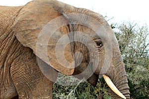 African elephant head