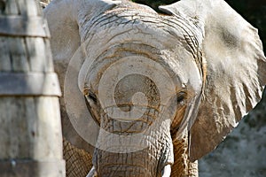 African Elephant Head Closeup Loxodonta Africana