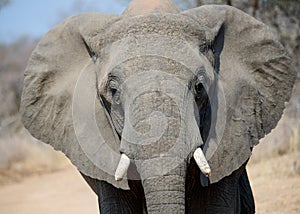 African elephant headshot