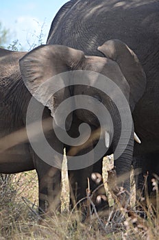 African elephant with her calf in Kruger National Park, South Africa