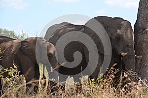 African elephant with her calf in Kruger National Park, South Africa