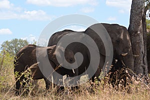 African elephant with her calf in Kruger National Park, South Africa