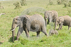 African Elephant herd