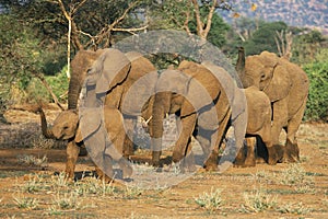 African Elephant herd,