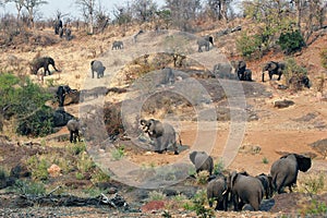 African Elephant herd