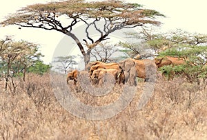 African Elephant Herd