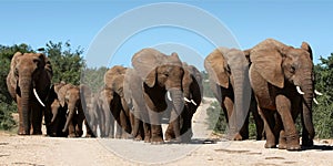 African Elephant Herd