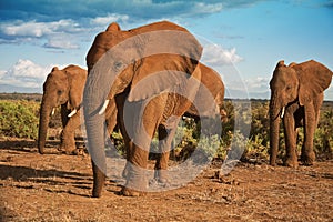 African elephant herd advancing