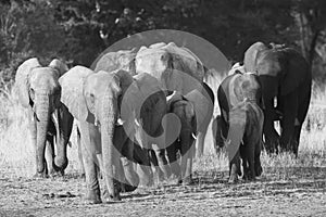 African Elephant herd