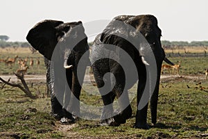 African Elephant Herd