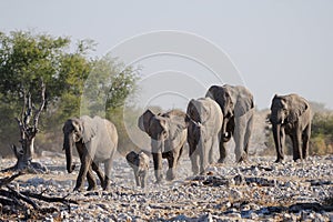 African elephant herd with calf, etosha nationalpark, namibia