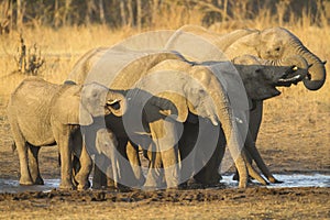 African Elephant herd drinking