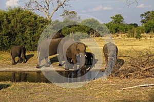 African Elephant Herd Drinking in the Okovango