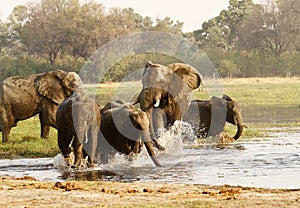 African Elephant Herd Drinking in the Okovango