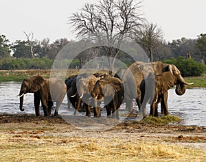 African Elephant Herd Drinking in the Okovango