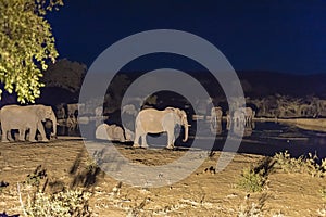 African elephant herd drinking water at an artificially lit waterhole