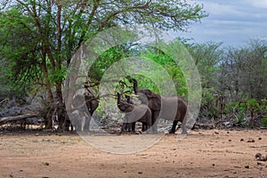 African Elephant herd grazing on beautiful green acacia bushes and trees