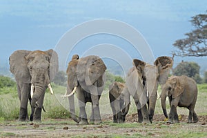 African Elephant herd in landscape