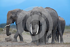 African elephant herd performing their morning chores