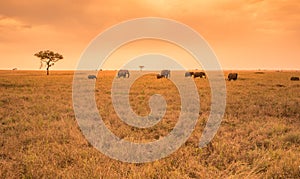 African Elephant Herd in the savannah of Serengeti at sunset. Acacia trees on the plains in Serengeti National Park, Tanzania.