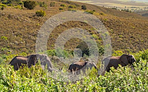 African elephant herd through thick bush