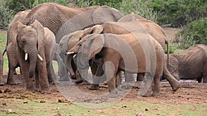 African Elephant herd at a water hole