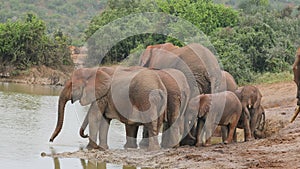 African elephant herd at a waterhole, Addo Elephant National Park, South Africa