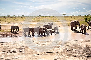 African elephant herd at a waterhole, Kenya, savanna. On a safari in Tsavo East National Park.