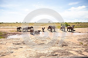 African elephant herd at a waterhole, Kenya, savanna. On a safari in Tsavo East National Park.