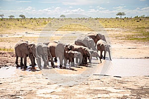 African elephant herd at a waterhole, Kenya, savanna. On a safari in Tsavo East National Park.