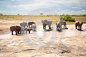 African elephant herd at a waterhole, Kenya, savanna. On a safari in Tsavo East National Park.