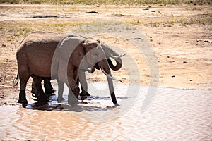 African elephant herd at a waterhole, Kenya, savanna. On a safari in Tsavo East National Park.