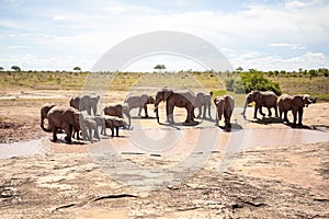 African elephant herd at a waterhole, Kenya, savanna. On a safari in Tsavo East National Park.