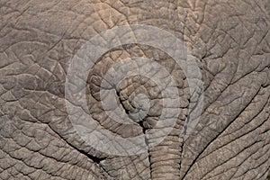 African Elephant Hide