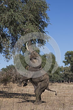 African Elephant on his back legs