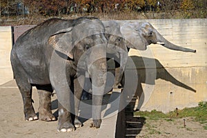 African elephant and Indian elephants