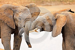 African elephant interaction - South Africa