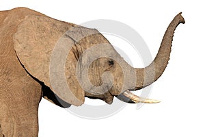 African Elephant Isolated