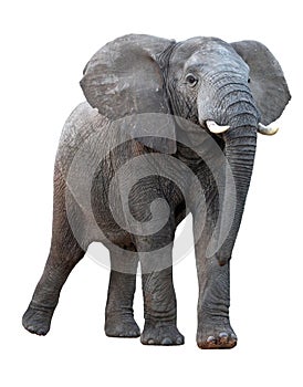 African Elephant - Isolated