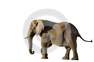 African Elephant isolated