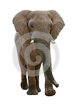 African Elephant - Isolated