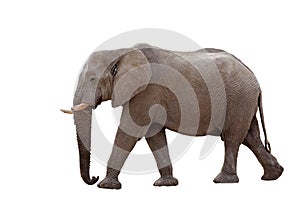 African Elephant Isolated On White