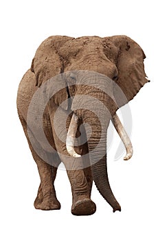 African Elephant Isolated on White